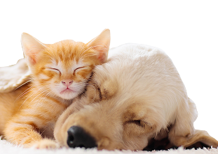 Un chaton roux et un chiot doré qui dorment, nichés l'un contre l'autre