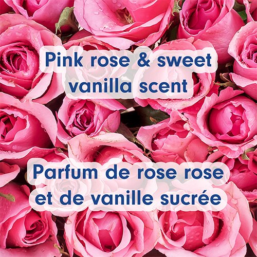 Une vue plongeante, vibrante et rapprochée, de nombreuses roses roses aux pétales perlés de gouttes de rosée. Un texte superposé indique « Pink rose & sweet vanilla scent » en anglais et « Parfum de rose rose et de vanille sucrée » en français.